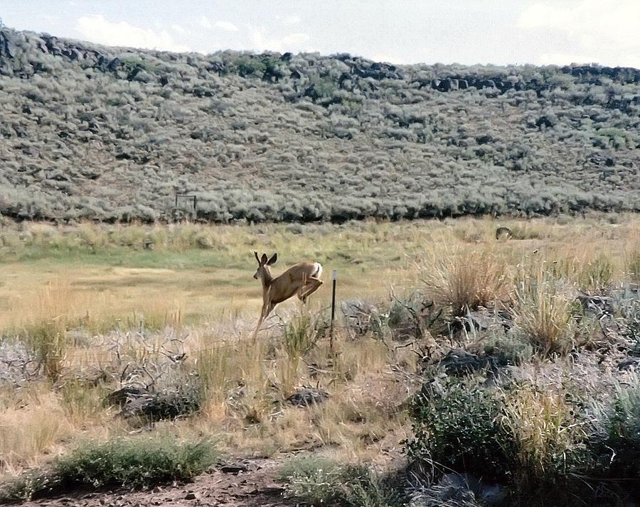 Antelope Away Photograph Photograph by Kimberly Walker