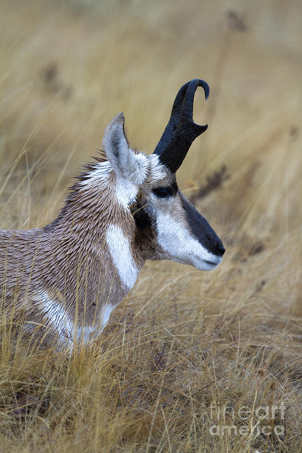 Antelope Buck Photograph by Douglas Kikendall