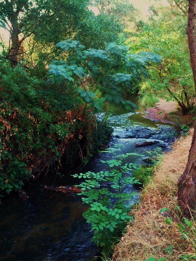 Antelope Creek Rocklin Photograph by Vivian Casey-Kleinfelter - Pixels