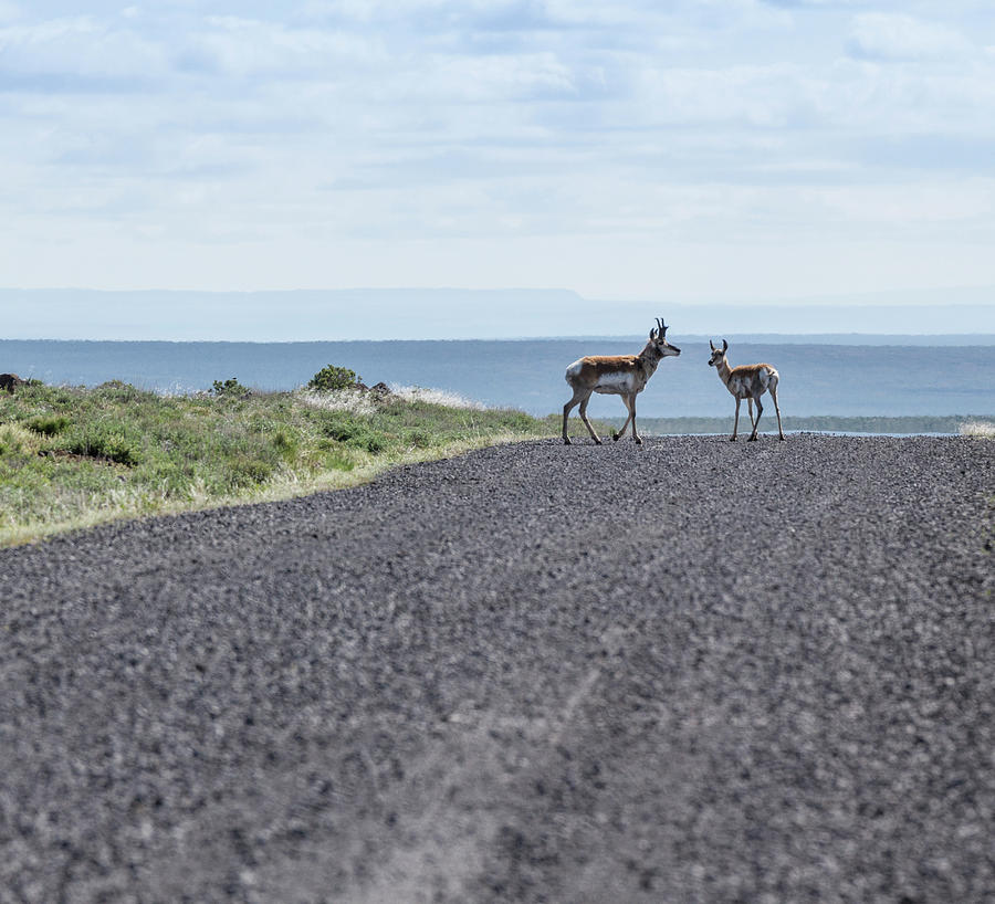 Antelope Crossing Photograph by Jean Noren