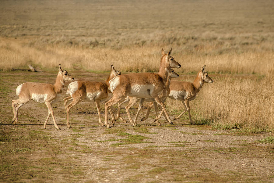 Antelope Crossing Photograph by Kristina Rinell