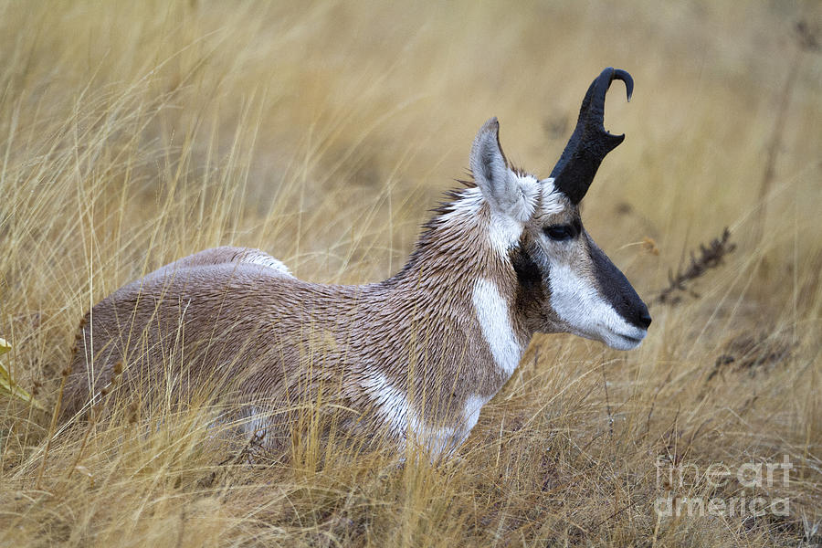Antelope Photograph by Douglas Kikendall