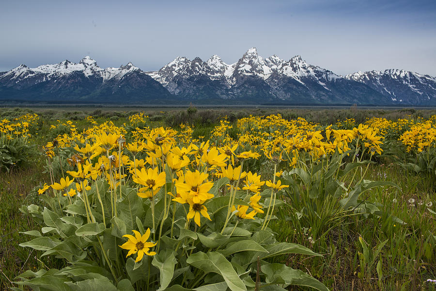 National Parks Photograph - Antelope Flats Bloom by Howie Garber