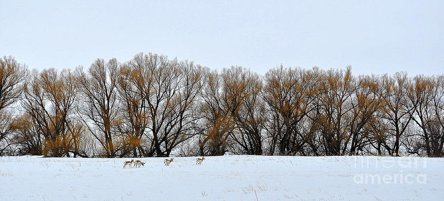 Animal Photograph - Antelope grazing by Anjanette Douglas