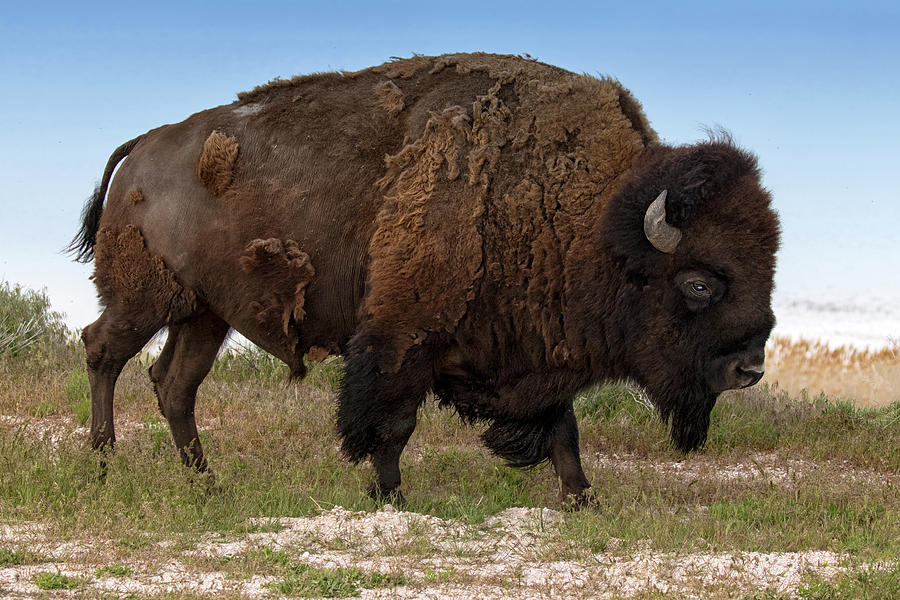 Antelope Island Bison Photograph by Art Cole