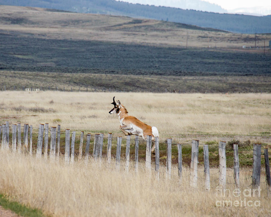Antelope jumping fence 1 Photograph by Rebecca Margraf