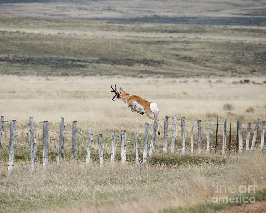Wildlife Photograph - Antelope jumping fence 2 by Rebecca Margraf
