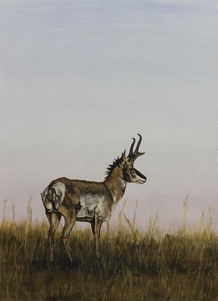 Antelope Painting by Laurie Tietjen