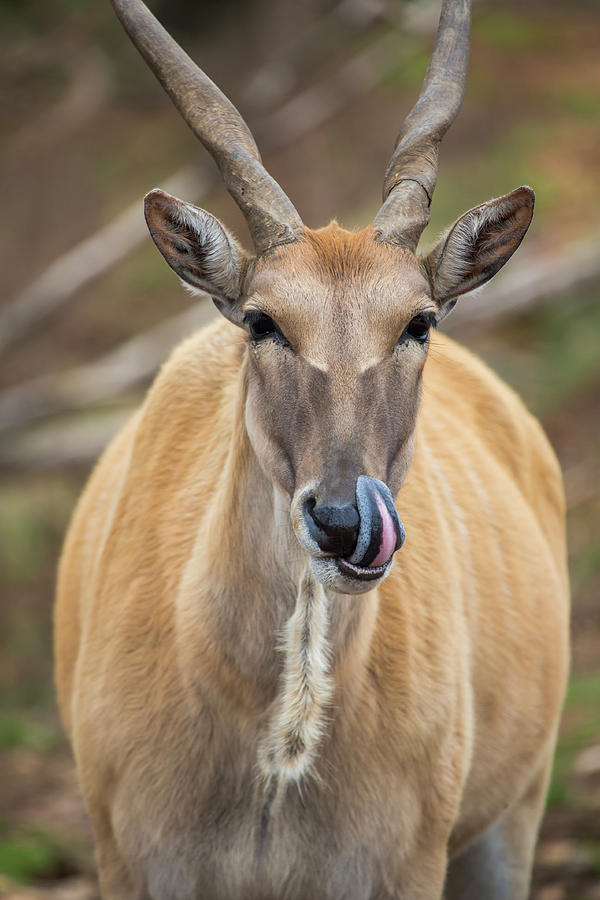 Antelope Licking Chops Photograph By Todd Beveridge 