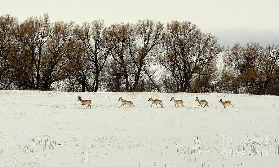 Wildlife Photograph - Antelope on the run by Anjanette Douglas