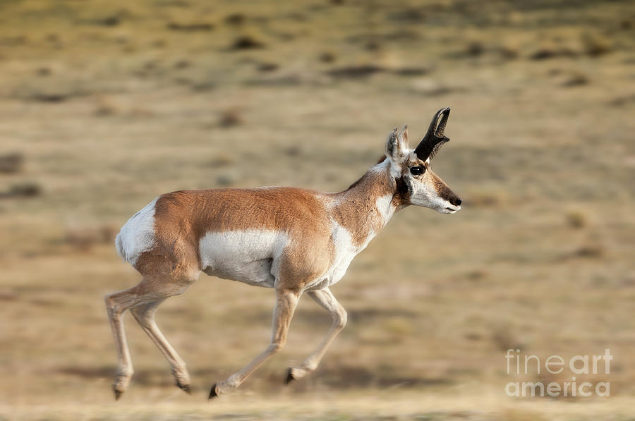 Antelope On The Run Photograph