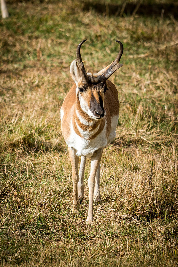 Antelope Photograph by Paul Freidlund