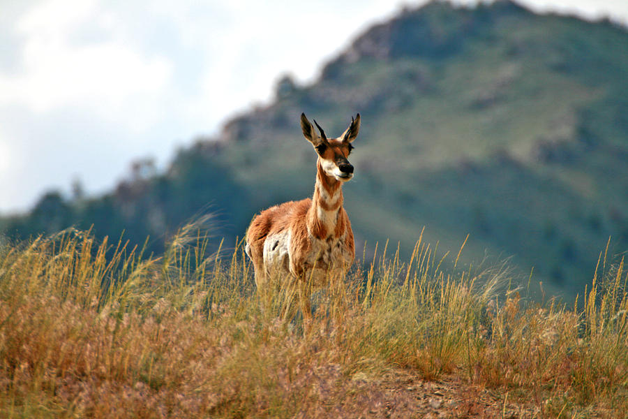 Antelope Photograph by Scott Mahon