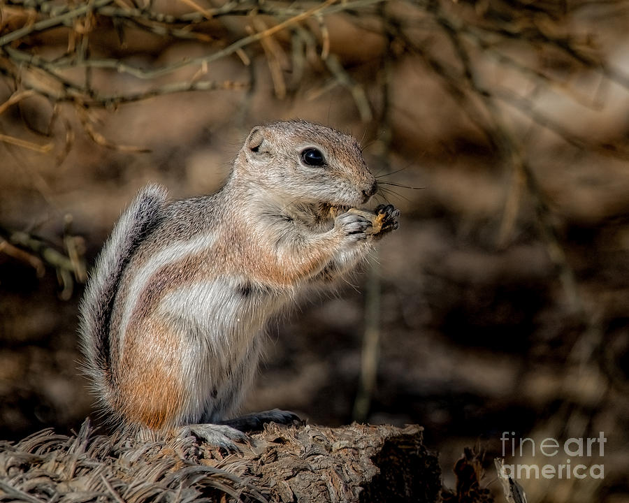 Antelope Squirrel Up Photograph by Lisa Manifold