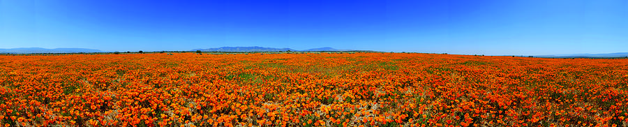 Antelope Valley California Poppies Photograph by Brian Lockett
