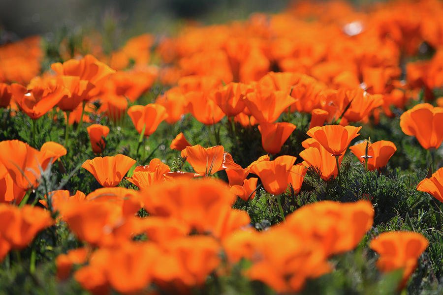 Antelope Valley California Poppies Photograph by Kyle Hanson