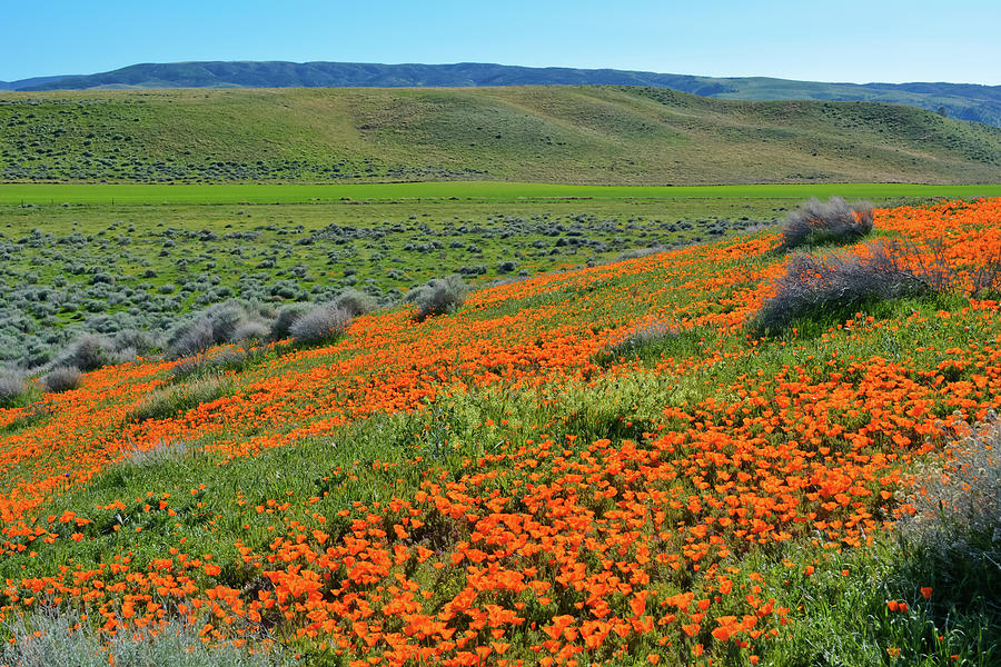 Antelope Valley Poppy Reserve Photograph by Kyle Hanson
