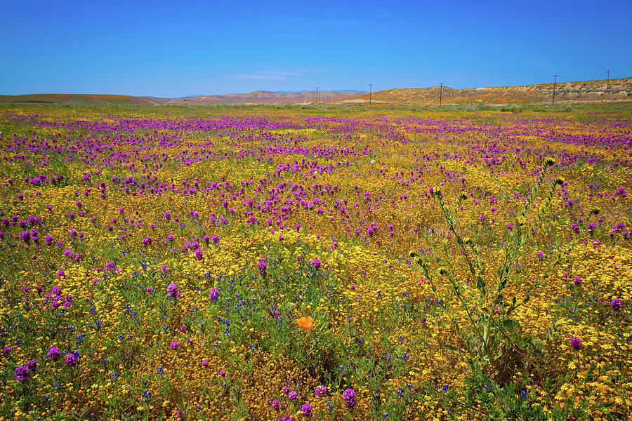 Antelope Valley Superbloom 2017 Photograph by Lynn Bauer