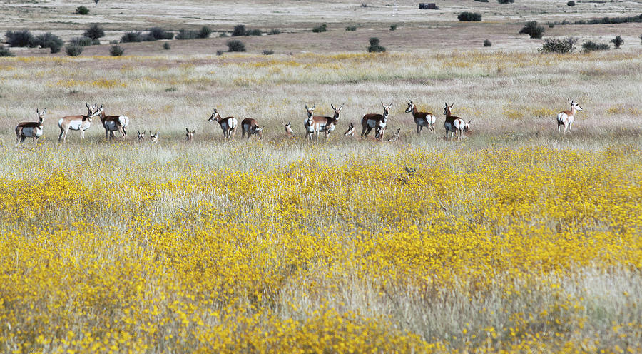 Antelopes 7541-092714-1e Photograph by Tam Ryan