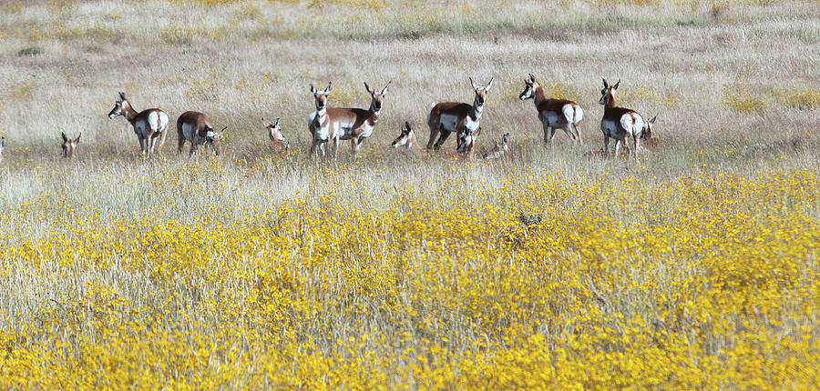 Antelopes 7541-092714-2cr Photograph by Tam Ryan