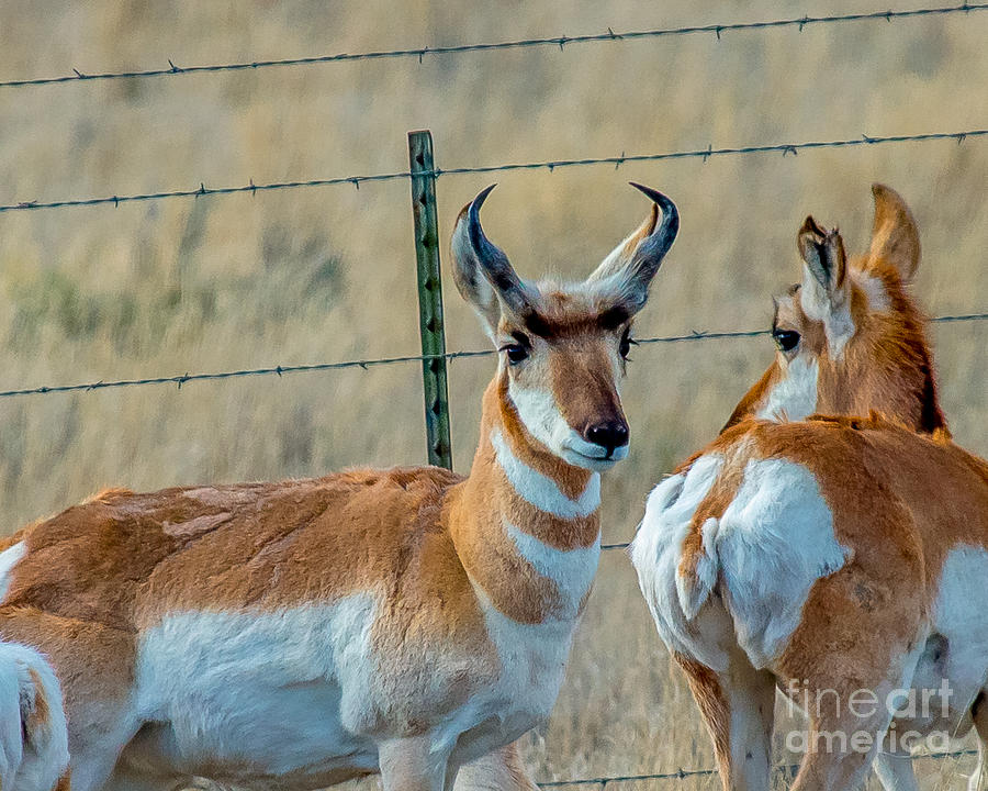 Antelopes Photograph - Antelopes by Stephen Whalen