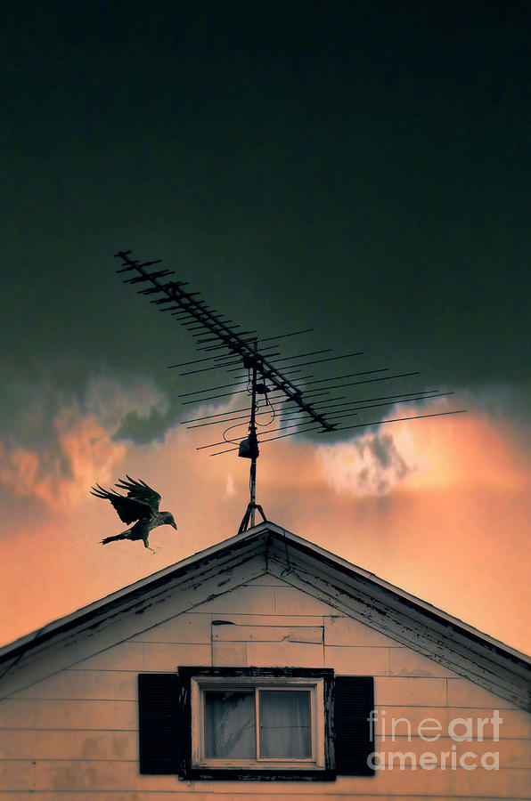 Antenna on Old House with Raven Photograph by Jill Battaglia