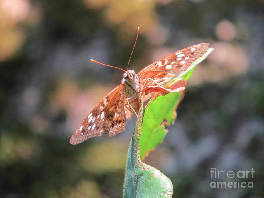 Antennas Up Photograph by Charles Green | Fine Art America