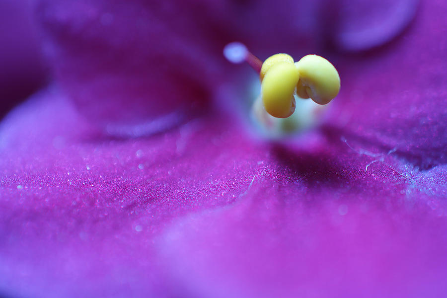 Anther Of Violet Flower Digital Art