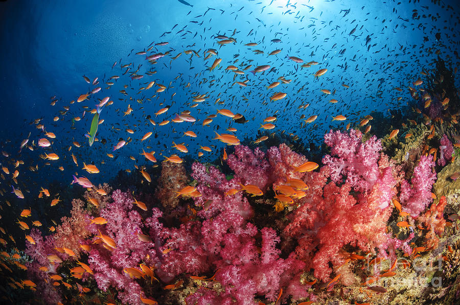 Anthias Fish And Soft Corals, Fiji Photograph by Todd Winner
