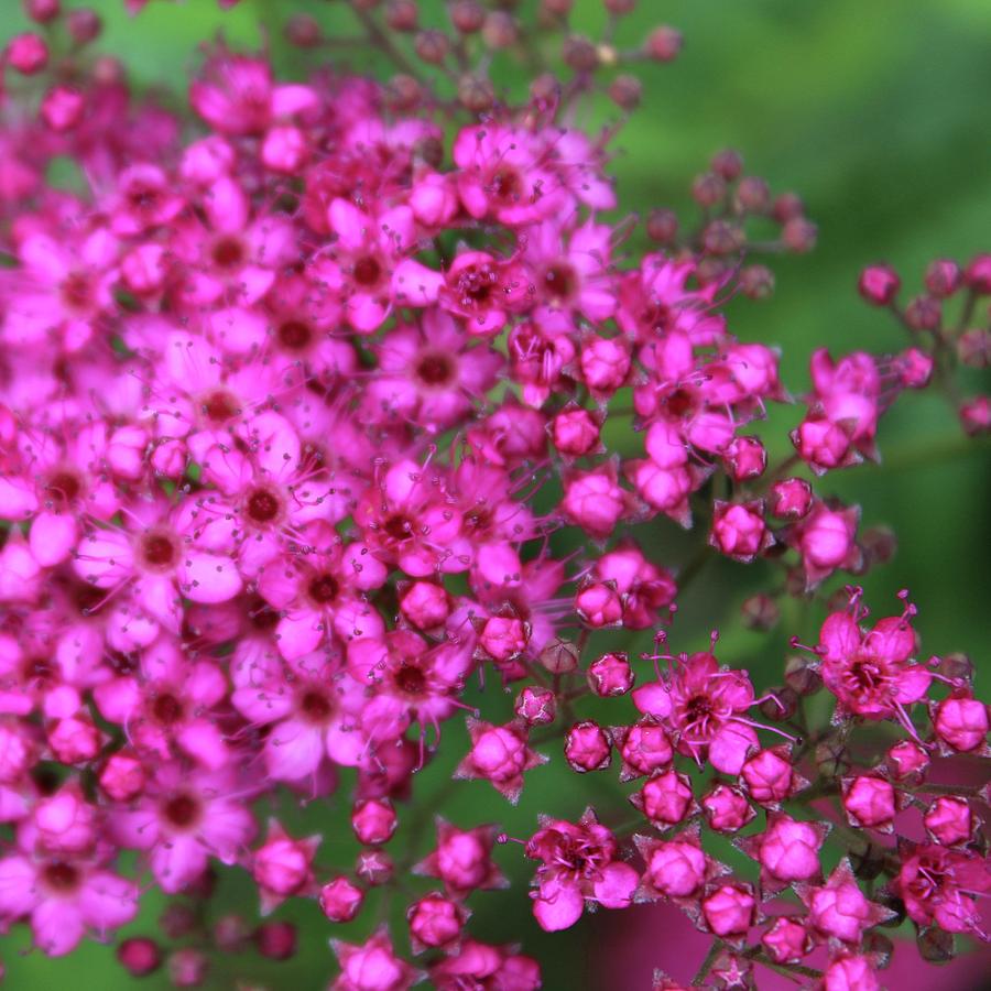 Anthony Waterer Spirea Smiles Many Times Photograph by M E