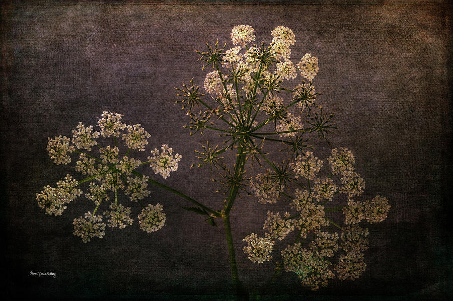 Anthriscus Sylvestris by Randi Grace Nilsberg Anthriscus Sylvestris by Randi Grace Nilsberg