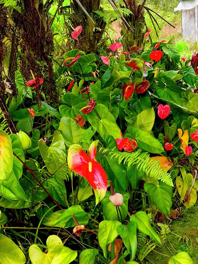 Anthurium Aloha Garden Francis Photograph by Joalene Young