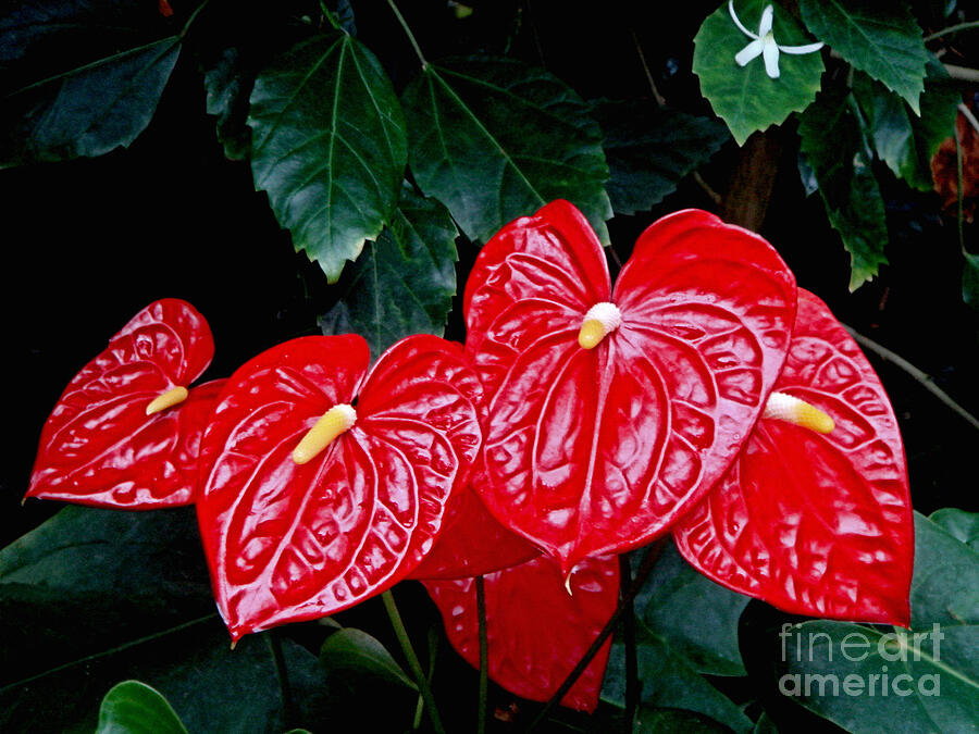 Anthurium Andreanum Photograph by Yvonne Johnstone