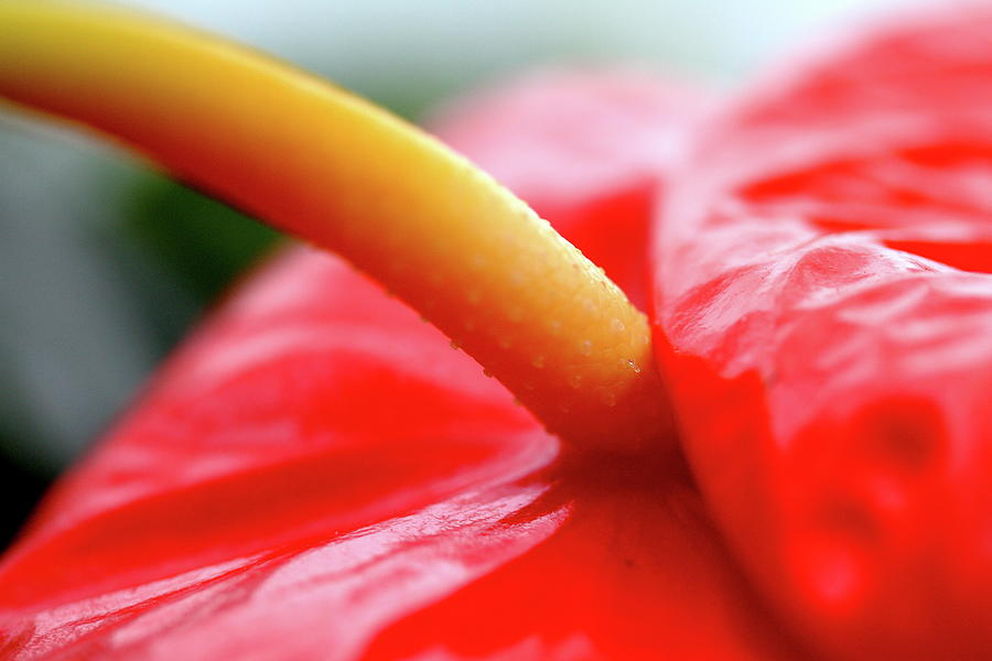 Flower Photograph - Anthurium Flamingo Flower . 7D5555 by Wingsdomain Art and Photography