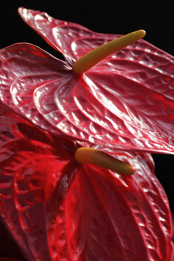 Anthurium Flamingo Photograph by Tammy Pool