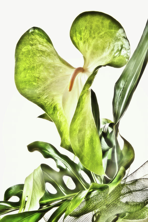 Anthurium in Green and White Photograph by Wolfgang Stocker