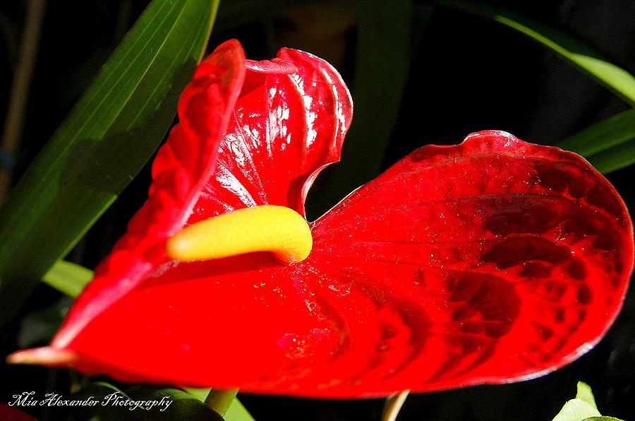Anthurium lily Photograph by Mia Alexander