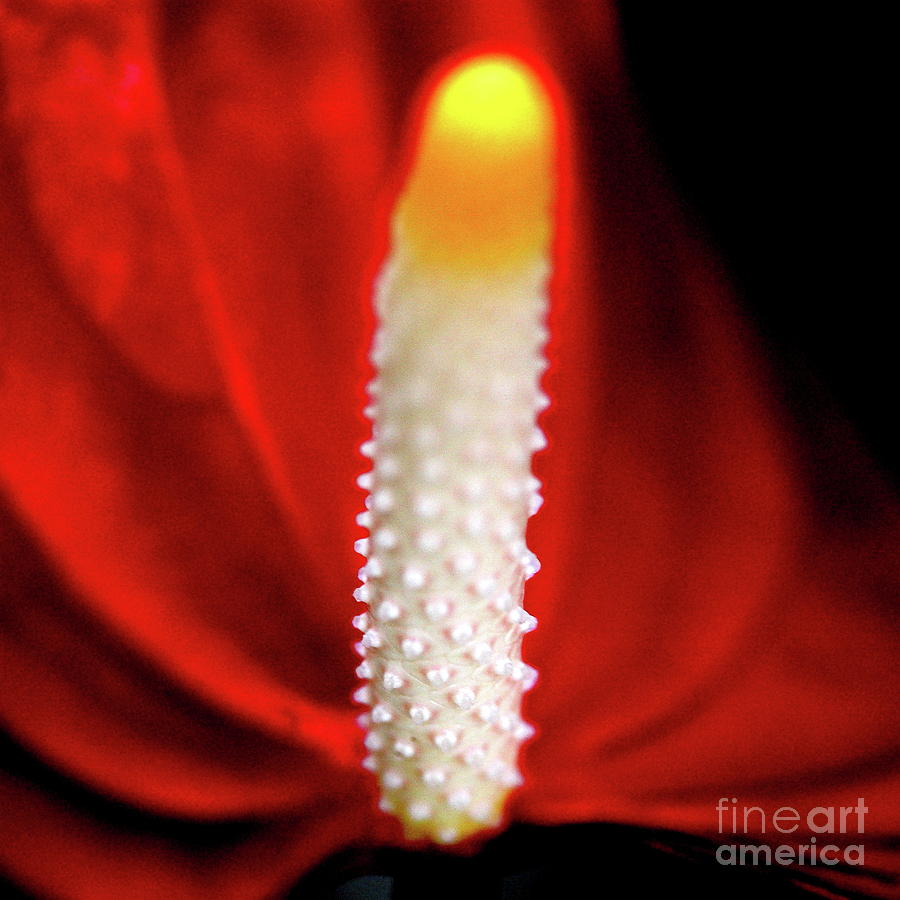 Flower Photograph - Anthurium Red Flamingo Flower . Square . 7D5567 by Wingsdomain Art and Photography