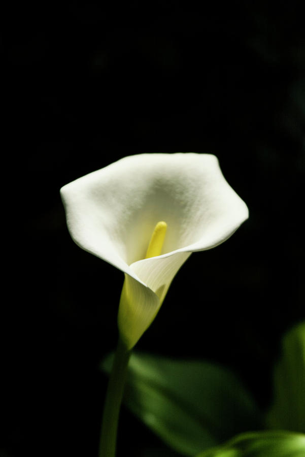 Anthurium White flower Photograph by Jason Hughes