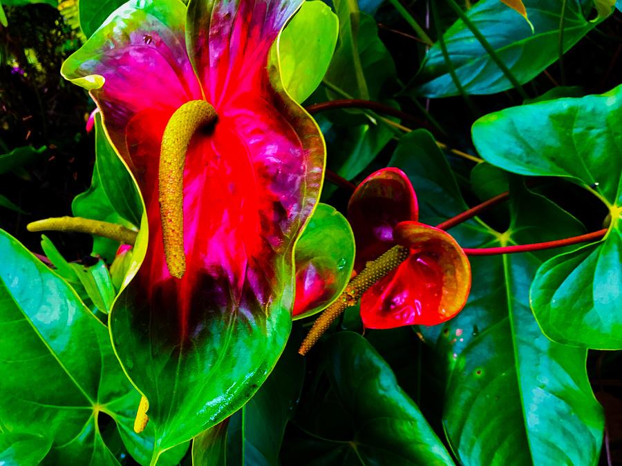 Anthuriums Green and Red Aloha Photograph by Joalene Young