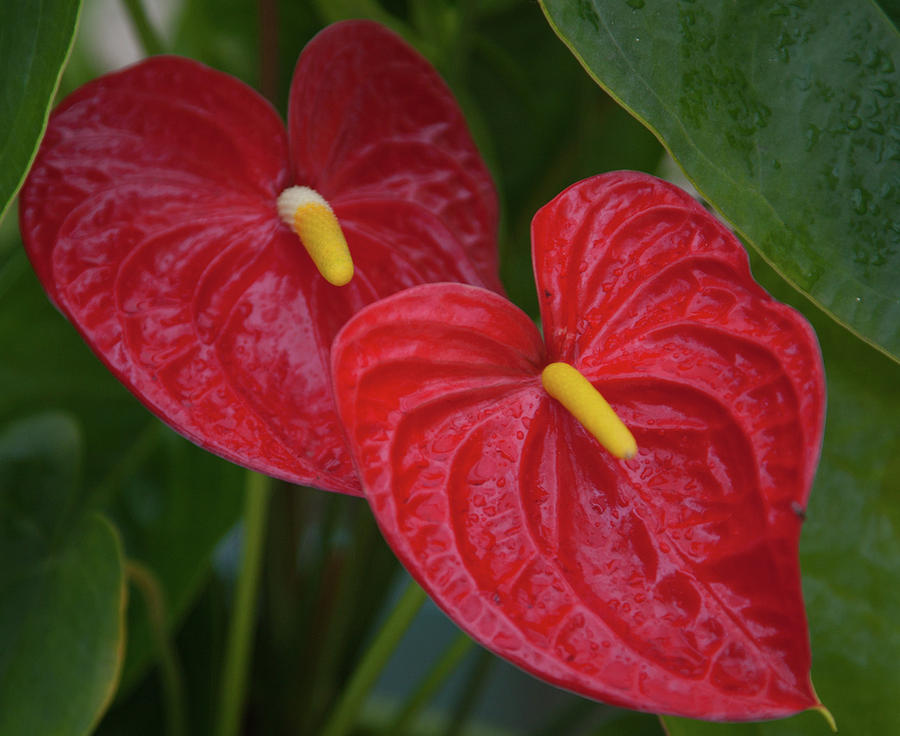 Anthuriums Photograph by Nicole Riley - Fine Art America