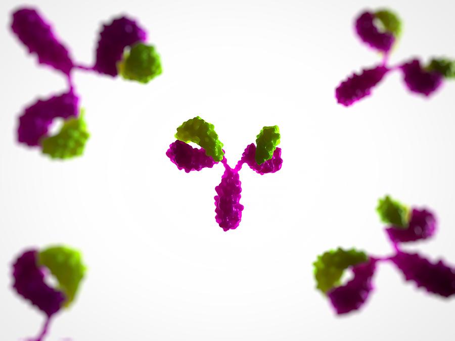 Illustration Photograph - Antibodies, Artwork by Sciepro
