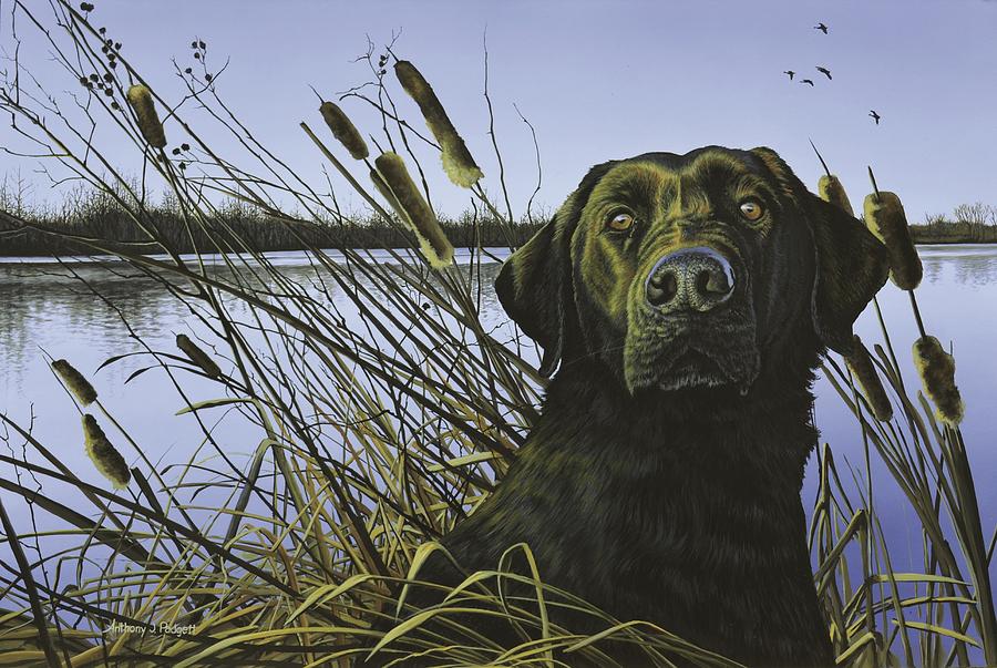 Anticipation - Black Lab Painting by Anthony J Padgett