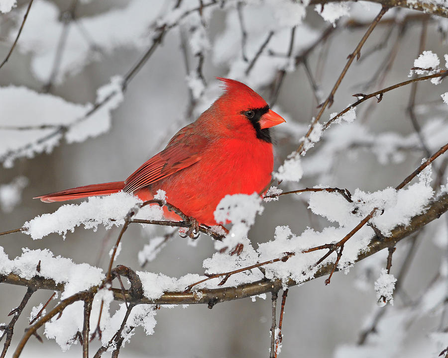 Cardinal Photograph - Anticipation by Tony Beck