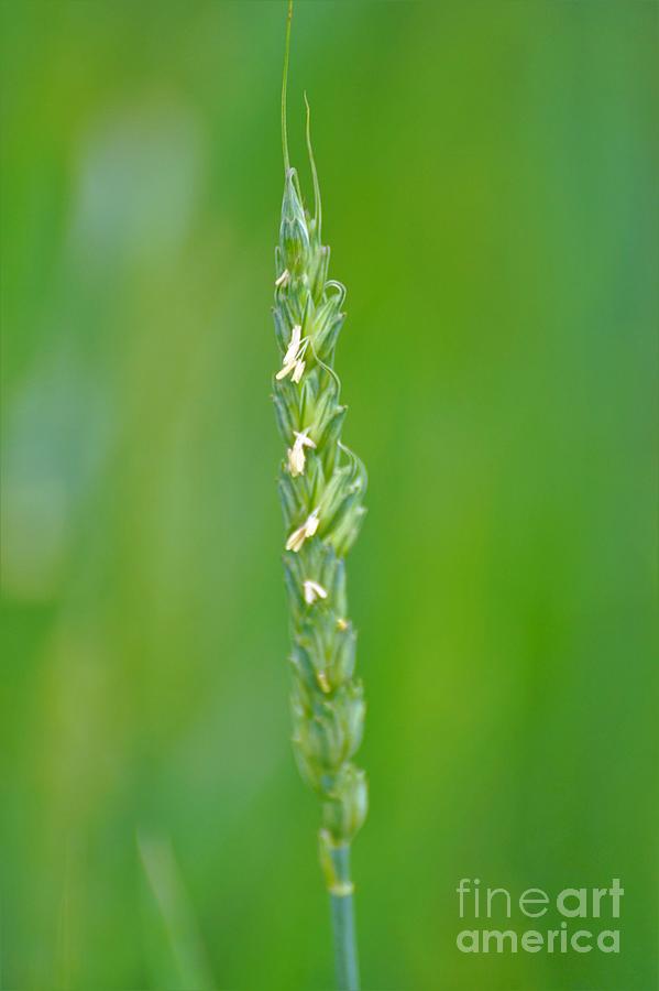 Antietam Wheat Photograph by Merle Grenz
