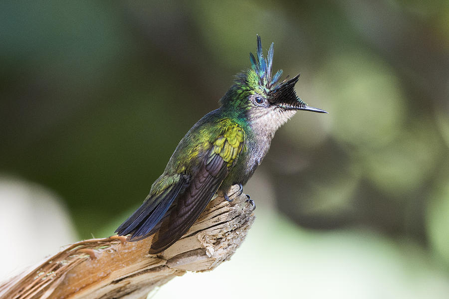 Black Crested Hummingbird