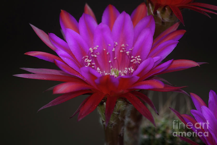 Antimatter cactus bloom Photograph by Ruth Jolly