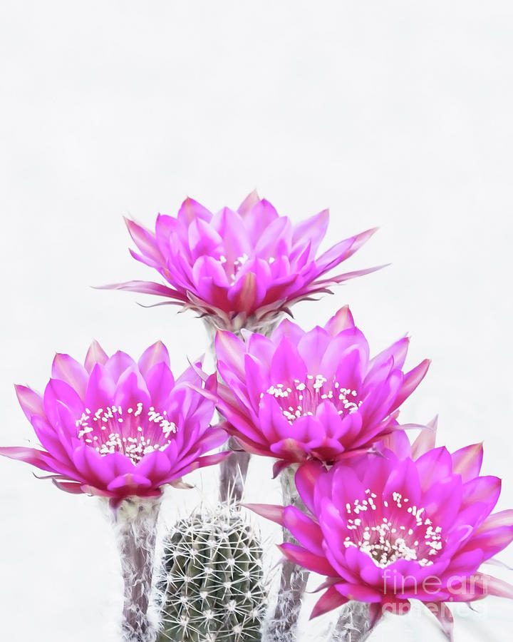 Antimatter  cactus flower quartet Photograph by Ruth Jolly