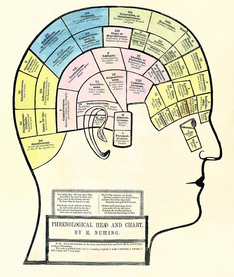 Antique 1857 phrenological head and chart  Digital Art by Heidi De Leeuw