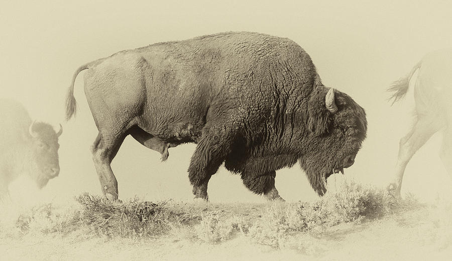 Antique Bison Photograph By Shane Linke - Pixels